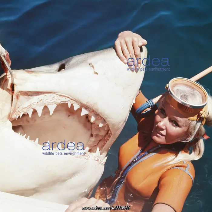 : Great White / White / White Pointer SHARK - with : Great White / White / White Pointer SHARK - with
