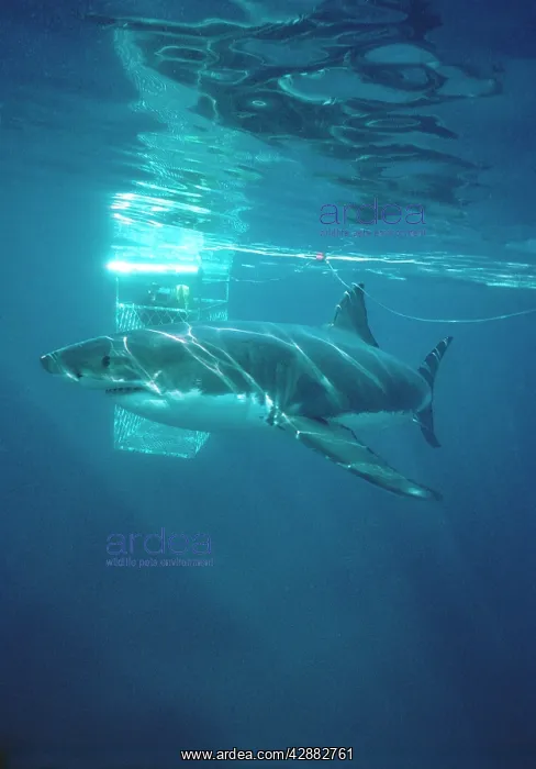 : Great White / White / White Pointer SHARK - side : Great White / White / White Pointer SHARK - side