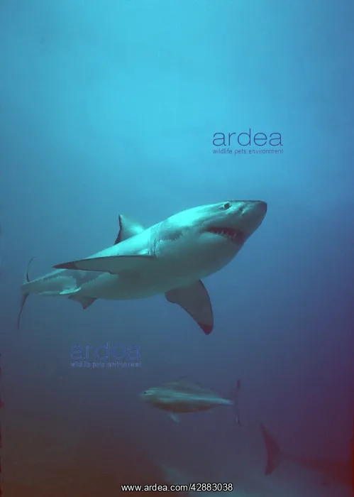 : Great White / White / White Pointer SHARK - side : Great White / White / White Pointer SHARK - side