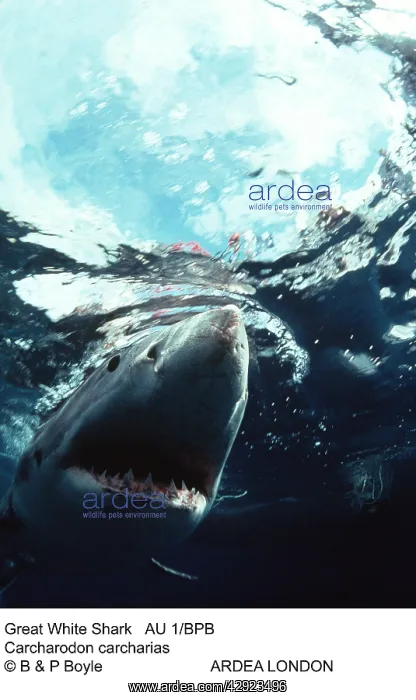 : Great White / White / White Pointer SHARK : Great White / White / White Pointer SHARK