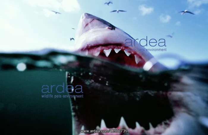 : Great White / White / White Pointer SHARK : Great White / White / White Pointer SHARK