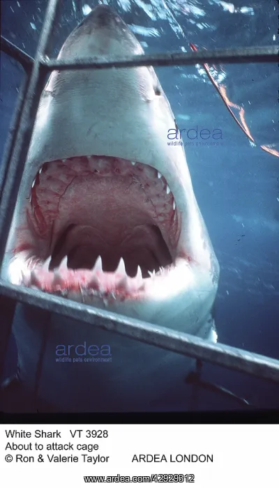 : Great White / White / White Pointer SHARK - About : Great White / White / White Pointer SHARK - About