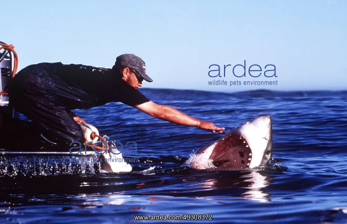: Great White / White / White Pointer SHARK - being : Great White / White / White Pointer SHARK - being