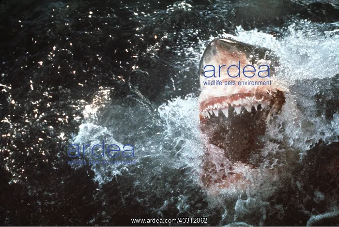 : Great White / White / White Pointer SHARK : Great White / White / White Pointer SHARK
