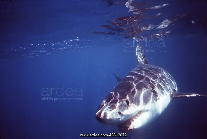 : Great White / White / White Pointer SHARK : Great White / White / White Pointer SHARK