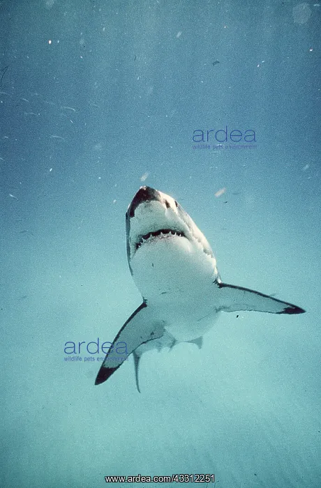 : Great White / White / White Pointer SHARK : Great White / White / White Pointer SHARK