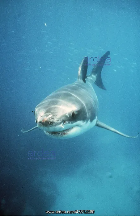 : Great White / White / White Pointer SHARK : Great White / White / White Pointer SHARK