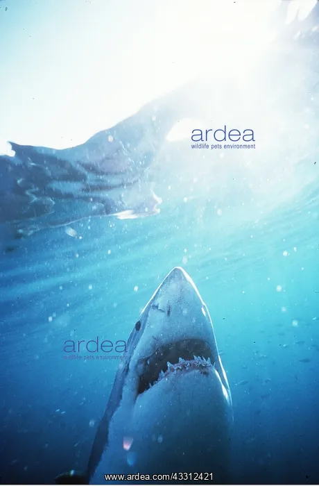: Great White / White / White Pointer SHARK : Great White / White / White Pointer SHARK