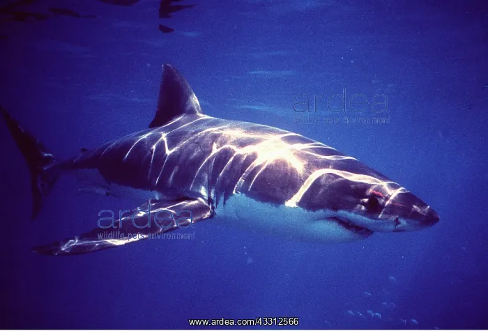 : Great White / White / White Pointer SHARK : Great White / White / White Pointer SHARK