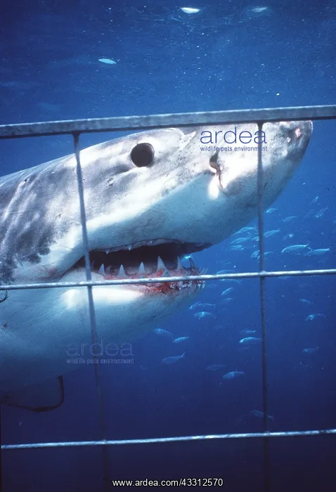 : Great White / White / White Pointer SHARK : Great White / White / White Pointer SHARK