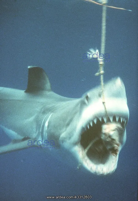 : Great White / White / White Pointer SHARK : Great White / White / White Pointer SHARK