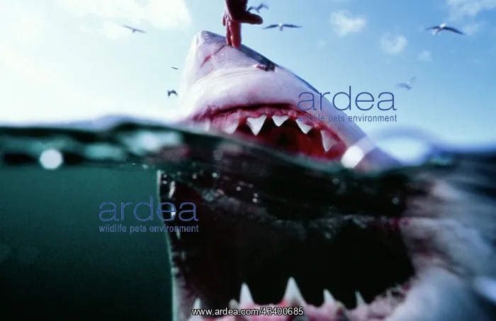 : Great White / White / White Pointer SHARK : Great White / White / White Pointer SHARK