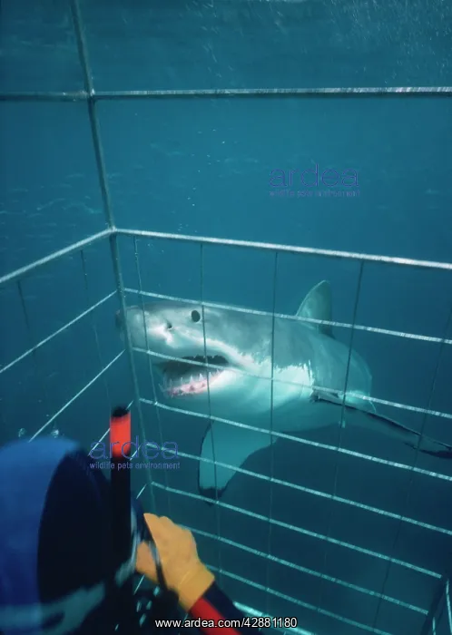  : Great White  /  White  /  White Pointer SHARK - approaching