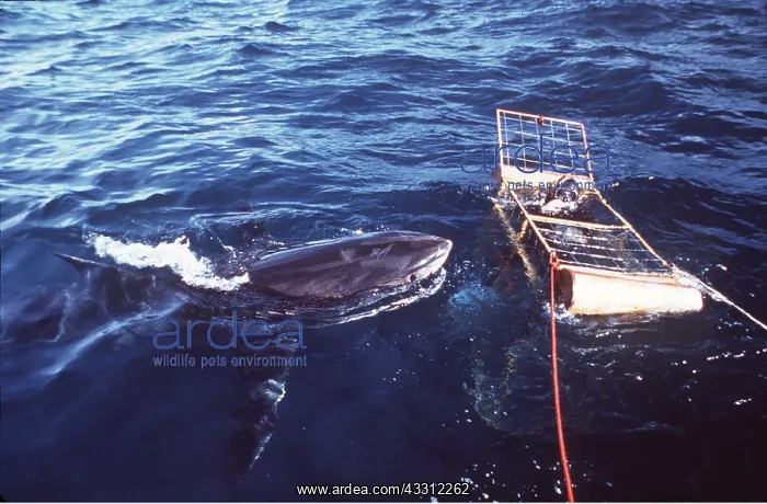 : Great White / White / White Pointer SHARK - approaching : Great White / White / White Pointer SHARK - approaching