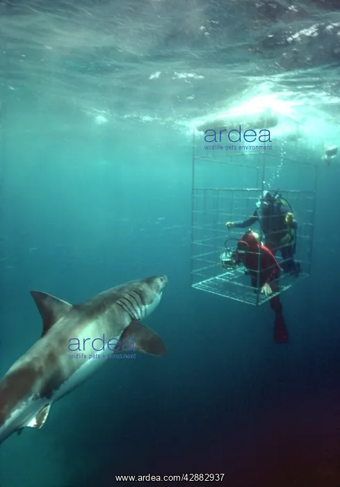 : Great White / White / White Pointer SHARK - approaching cage : Great White / White / White Pointer SHARK - approaching cage