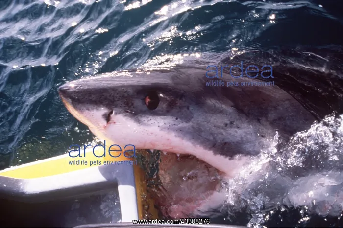 : Great White / White / White Pointer SHARK - BITES BOAT : Great White / White / White Pointer SHARK - BITES BOAT