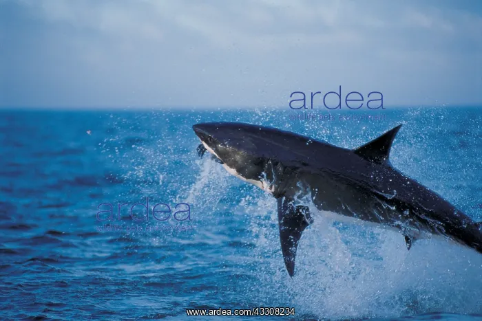 : Great White / White / White Pointer SHARK - Breaching : Great White / White / White Pointer SHARK - Breaching
