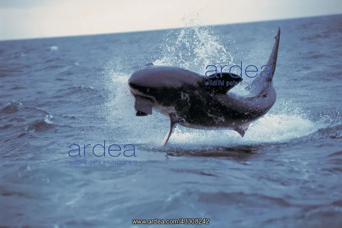 : Great White / White / White Pointer SHARK - Breaching : Great White / White / White Pointer SHARK - Breaching