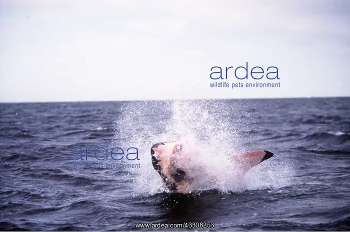 : Great White / White / White Pointer SHARK - Breaching : Great White / White / White Pointer SHARK - Breaching