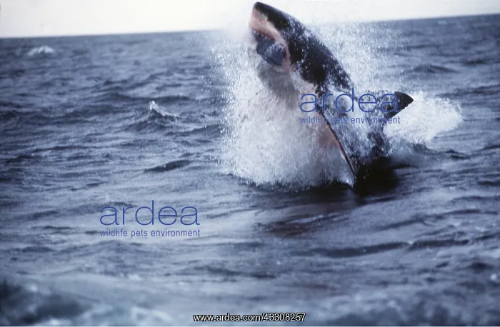 : Great White / White / White Pointer SHARK - Breaching : Great White / White / White Pointer SHARK - Breaching