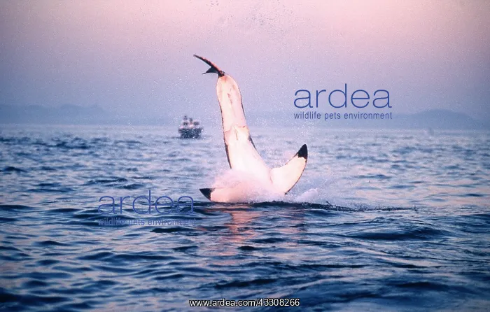 : Great White / White / White Pointer SHARK - breaching : Great White / White / White Pointer SHARK - breaching