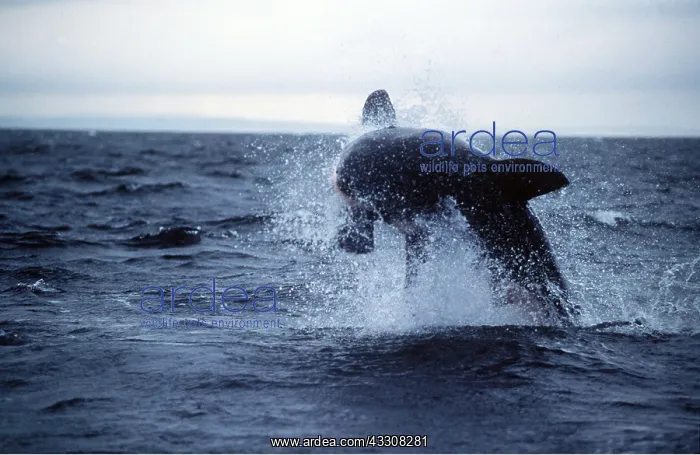 : Great White / White / White Pointer SHARK - Breaching : Great White / White / White Pointer SHARK - Breaching