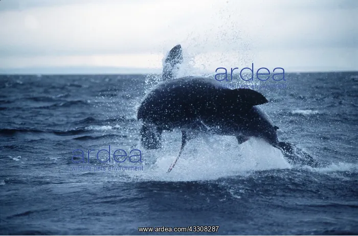: Great White / White / White Pointer SHARK - Breaching : Great White / White / White Pointer SHARK - Breaching