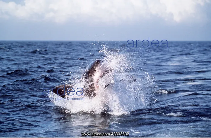 : Great White / White / White Pointer SHARK - Breaching : Great White / White / White Pointer SHARK - Breaching