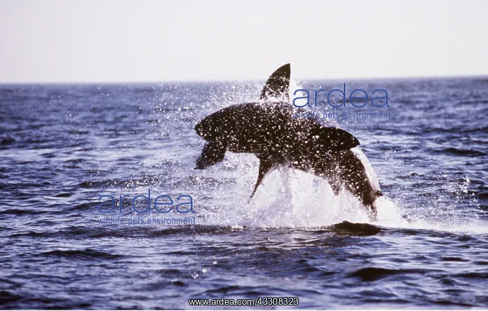 : Great White / White / White Pointer SHARK - breaching : Great White / White / White Pointer SHARK - breaching
