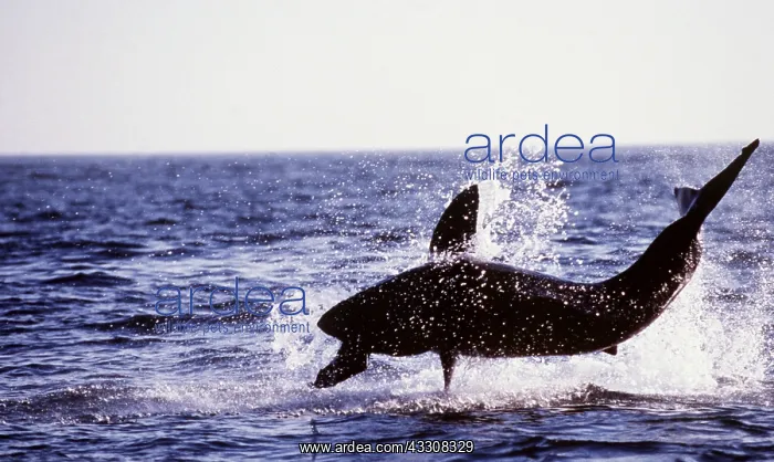 : Great White / White / White Pointer SHARK - breaching : Great White / White / White Pointer SHARK - breaching