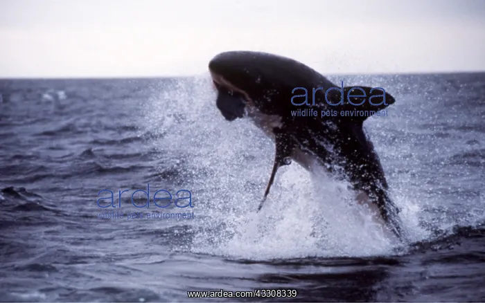 : Great White / White / White Pointer SHARK - breaching : Great White / White / White Pointer SHARK - breaching