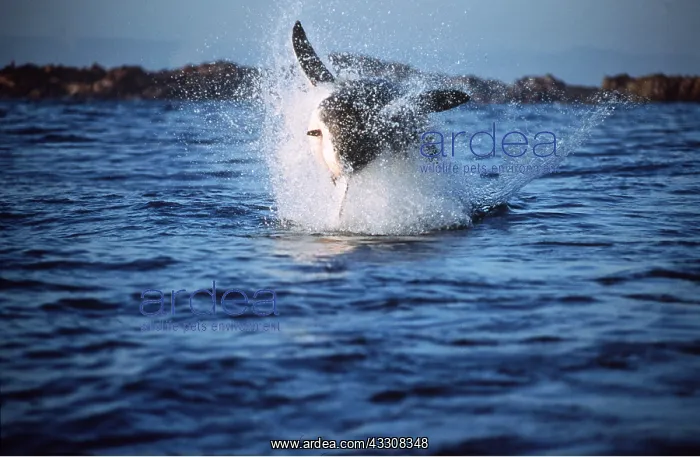 : Great White / White / White Pointer SHARK - Breaching : Great White / White / White Pointer SHARK - Breaching