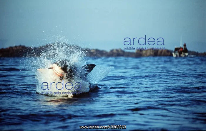 : Great White / White / White Pointer SHARK - Breaching : Great White / White / White Pointer SHARK - Breaching