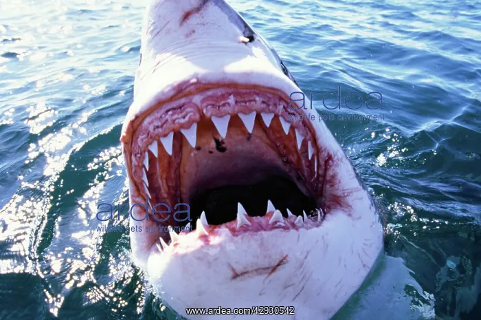 : Great White / White / White Pointer SHARK - C / U MOUTH : Great White / White / White Pointer SHARK - C / U MOUTH