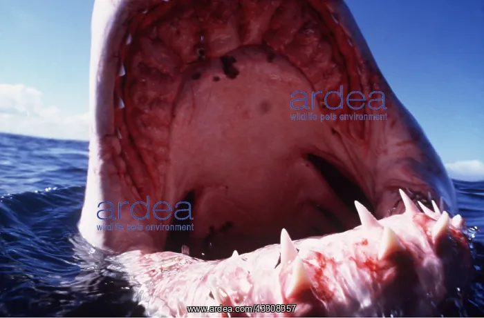: Great White / White / White Pointer SHARK - C / U TEETH : Great White / White / White Pointer SHARK - C / U TEETH