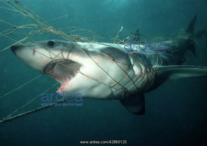 : Great White / White / White Pointer SHARK - caught in nets : Great White / White / White Pointer SHARK - caught in nets