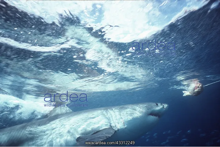 : Great White / White / White Pointer SHARK - chasing bait : Great White / White / White Pointer SHARK - chasing bait