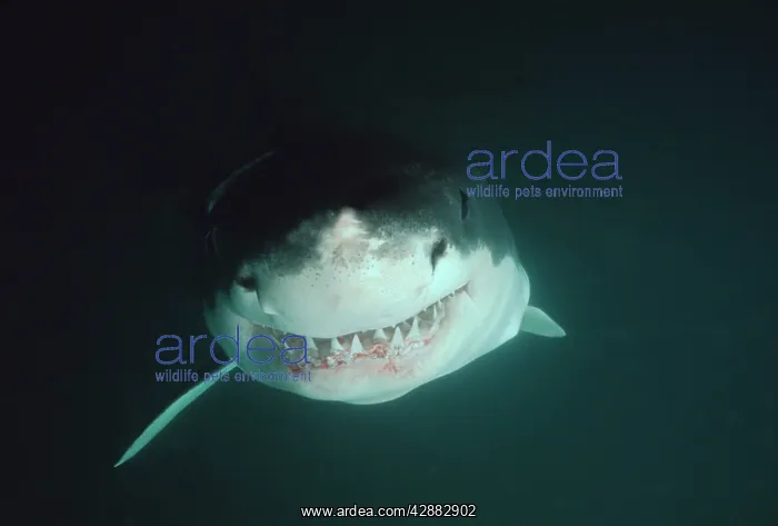 : Great White / White / White Pointer SHARK - close : Great White / White / White Pointer SHARK - close