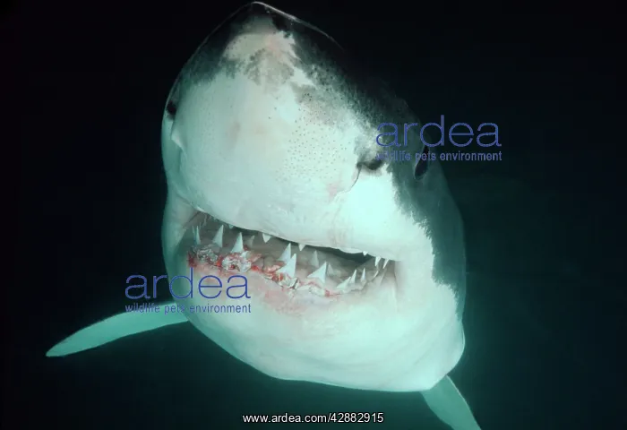 : Great White / White / White Pointer SHARK - close : Great White / White / White Pointer SHARK - close
