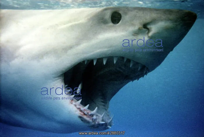: Great White / White / White Pointer SHARK - close up of head : Great White / White / White Pointer SHARK - close up of head