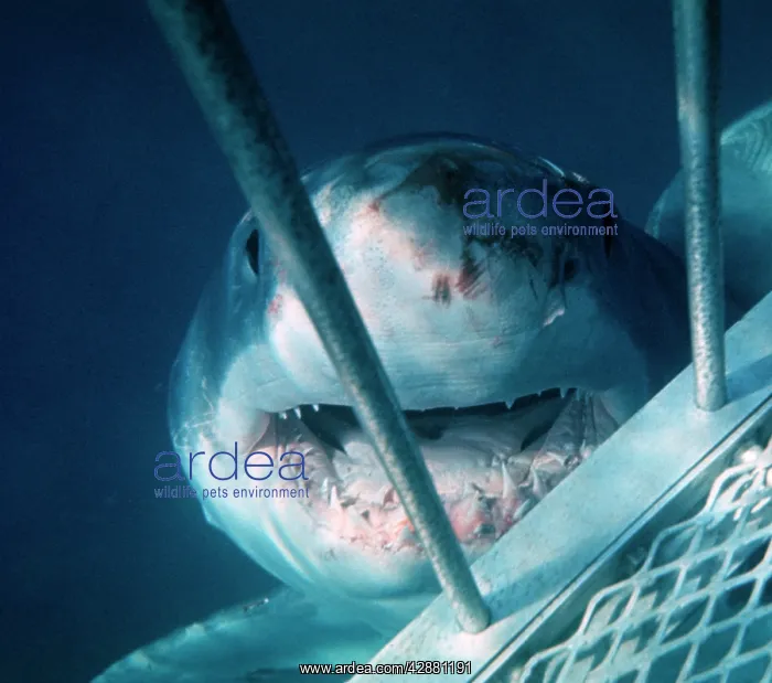 : Great White / White / White Pointer SHARK - close up of head : Great White / White / White Pointer SHARK - close up of head