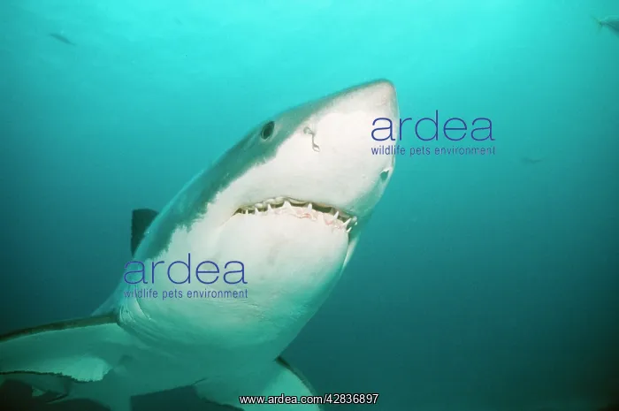 : Great White / White / White Pointer SHARK - close-up : Great White / White / White Pointer SHARK - close-up