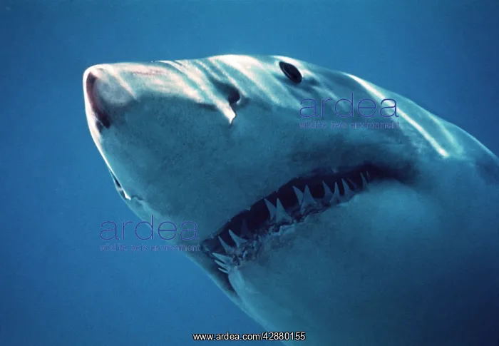 : Great White / White / White Pointer SHARK - close-up : Great White / White / White Pointer SHARK - close-up