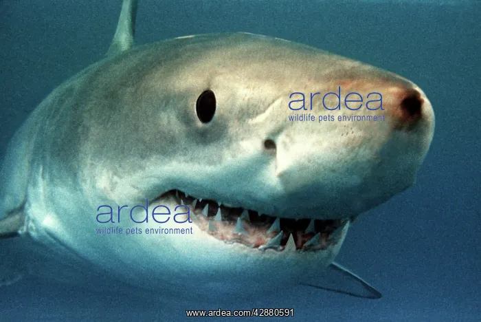 : Great White / White / White Pointer SHARK - close-up : Great White / White / White Pointer SHARK - close-up