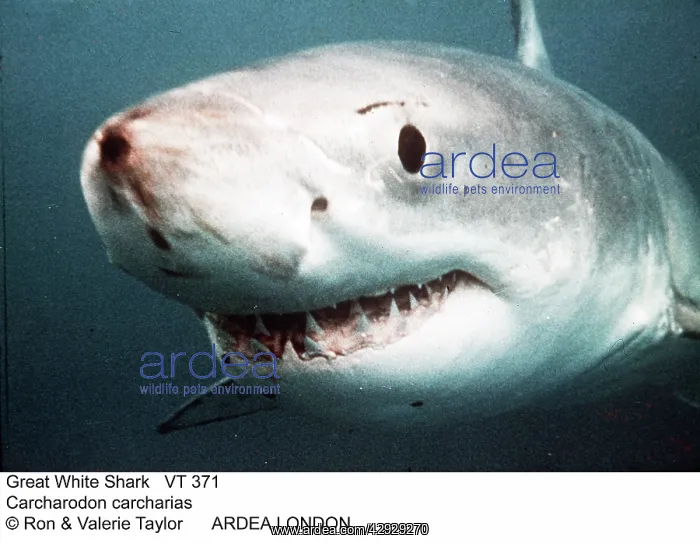 : Great White / White / White Pointer SHARK - close-up of head : Great White / White / White Pointer SHARK - close-up of head