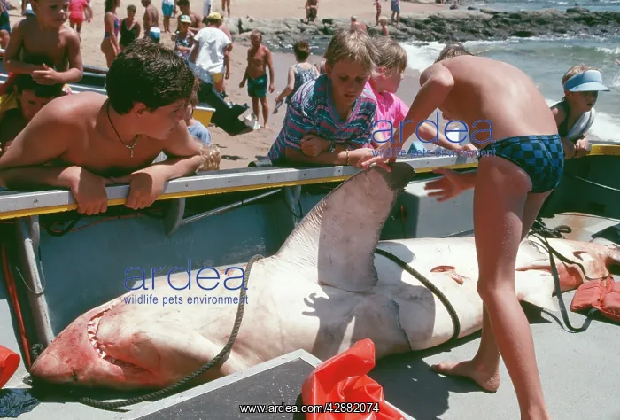 : Great White / White / White Pointer SHARK - dead : Great White / White / White Pointer SHARK - dead