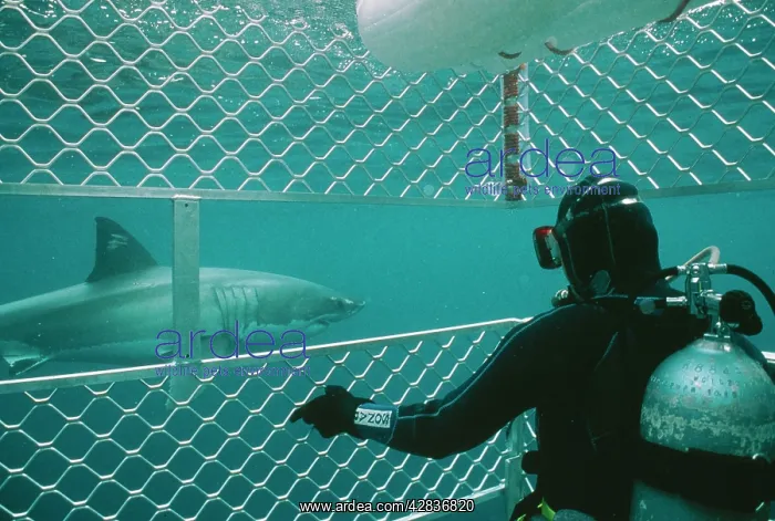 : Great White / White / White Pointer SHARK - diver : Great White / White / White Pointer SHARK - diver