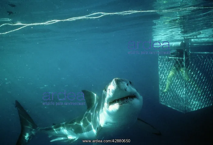 : Great White / White / White Pointer Shark - diver : Great White / White / White Pointer Shark - diver