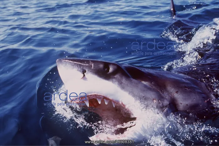 : Great White / White / White Pointer SHARK - Emerging : Great White / White / White Pointer SHARK - Emerging