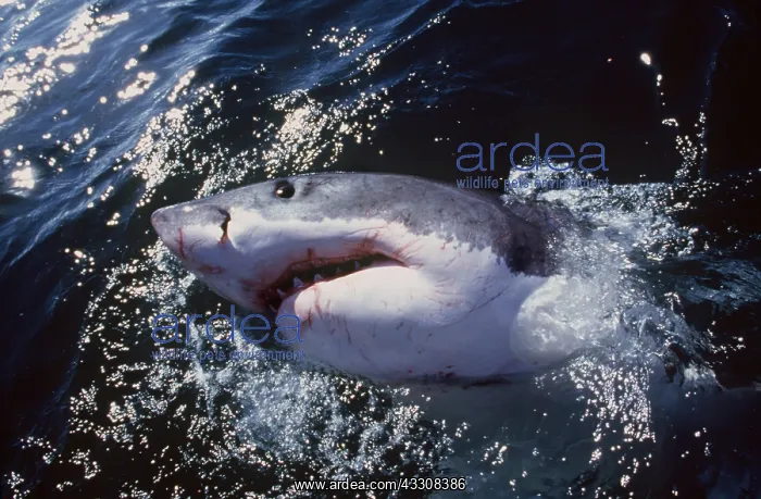 : Great White / White / White Pointer SHARK - Emerging : Great White / White / White Pointer SHARK - Emerging